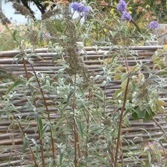 Klipping av sommerfuglbusk Klipping av sommerfuglbusk